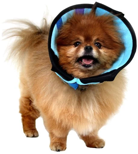 KVP Calmer Le Collier Élisabéthain Avec Tissu 3 KVP Calmer Le Collier Élisabéthain Avec Tissu