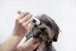 Artero Tondeuse Exacta 12 Artero Tondeuse Exacta -Fournitures Pour Chiens De Compagnie 51lj7d3erkl ac sl1000 6343e28460dcb