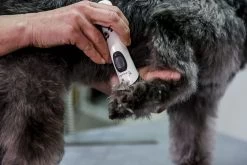 Artero Tondeuse Exacta 13 Artero Tondeuse Exacta -Fournitures Pour Chiens De Compagnie 71nduicb86s ac sl1500 6343e2858140f