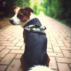 Julius K9 IDC Harnais Camouflage -Fournitures Pour Chiens De Compagnie 73991 julius k9 idc powergeschirr camouflage hs6 9 63ca521a34a99